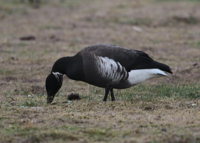 Brent Goose