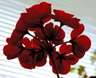 PAW10 - Spring Geranium 