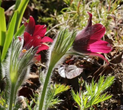 PAW12 - Pulsatilla