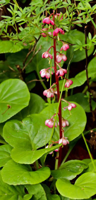 PAW15 - Pyrola