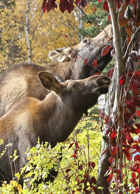 PAW27 - Pruning