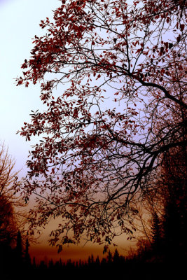 PAW29 - Autumn Morning