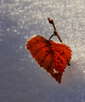PAW38 - Winter Color
