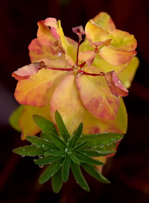 PAW28 - Euphorbia in Eclipse