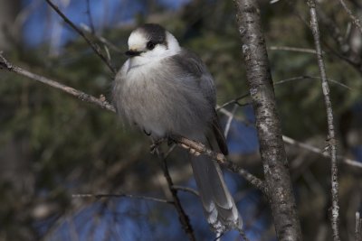 Canada Jay