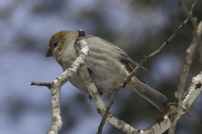 Finches and Grosbeaks