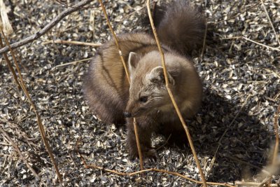 American Marten