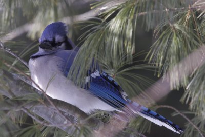 Blue Jay