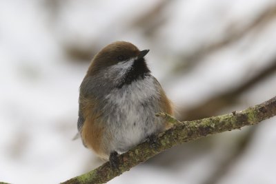 Boreal Chickadee