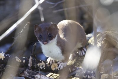 Mammals