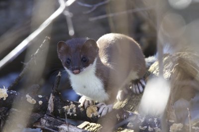 Short-tailed Weasel