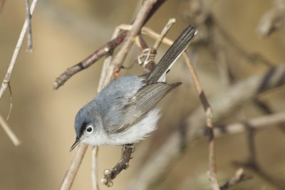 Blue-gray Gnatcatcher