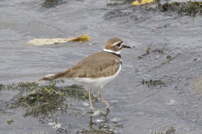 canada_herons_shorebirds