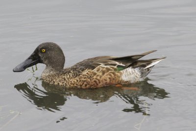 canada_waterfowl