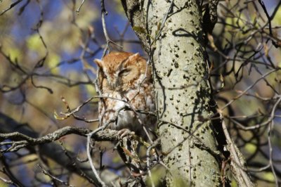 Eastern Screech Owl