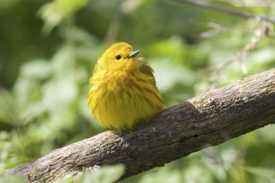 Yellow Warbler