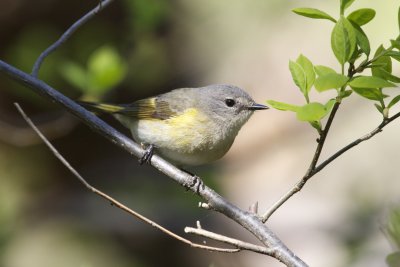 American Redstart, female