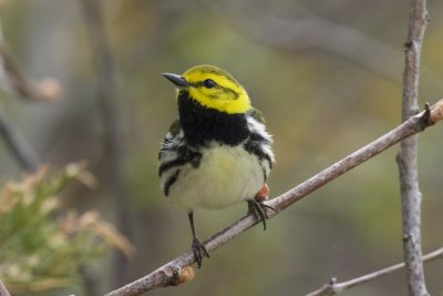 warblers_and_vireos