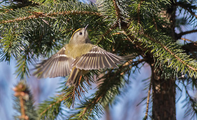 Goldcrest-Fuglekonge-Regulus regulus