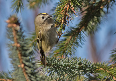 Goldcrest-Fuglekonge-Regulus regulus