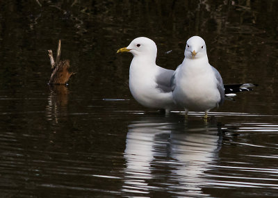 Common Gull - Larus canus - Stormmåge