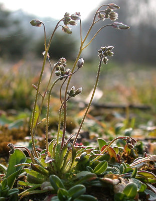 Vr-Gslingeblomst - Erophila verna