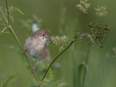 Common Whitethroat juv - Tornsanger - Sylvia communis