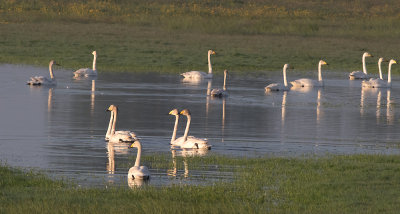 Whooper Swan - Sangsvane - Cygnus cygnus