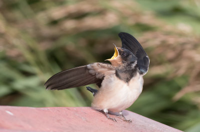   Landsvale - Swallow - Hirundo rustica