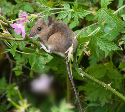 Yellow-necked Mouse - Halsbndsmus - Apodemus flavicollis