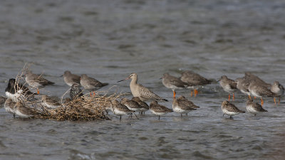 Dunlin, Redshank, Bar-tailed Godwit and Oystercatcher