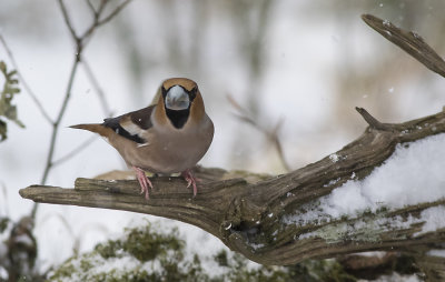 Kernebider -- Hawfinch - Coccothraustes coccothraustes