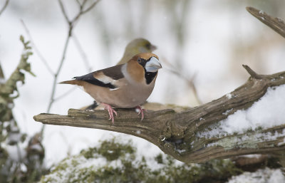 Kernebider -- Hawfinch - Coccothraustes coccothraustes