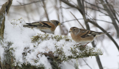 Kvkerfinke han og hun - Bramling - Fringilla montifringilla male and female 