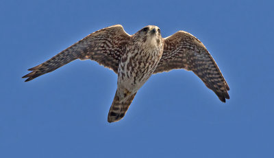 Merlin - Dvrgfalk - Falco columbarius