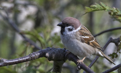 Tree Sparrow - Skovspurv - Passer montanus