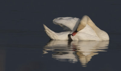 Mute Swan - Knopsvane - Cygnus olor