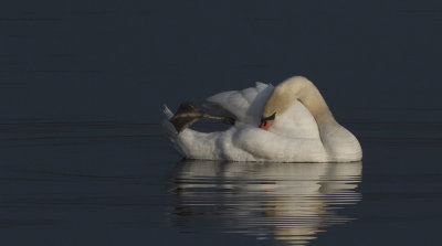 Mute Swan - Knopsvane - Cygnus olor