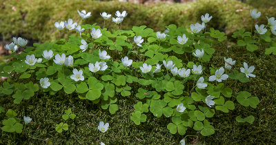 Skovsyre - Oxalis acetosella
