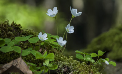 Skovsyre - Oxalis acetosella