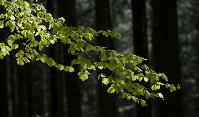 Bgeblade - Fagus sylvatica