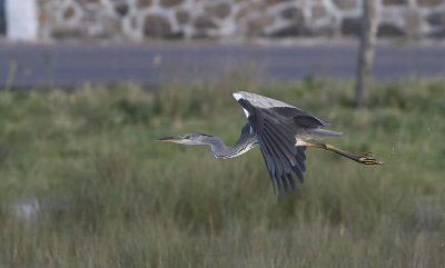 Grey Heron - Fiskehejre - Ardea cinerea