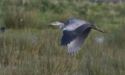 Grey Heron - Fiskehejre - Ardea cinerea