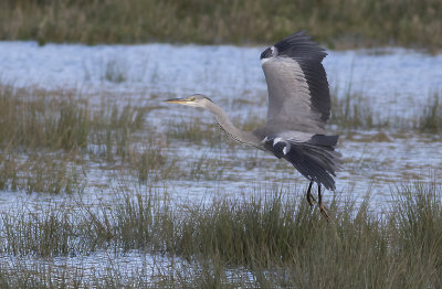 Grey Heron - Fiskehejre - Ardea cinerea