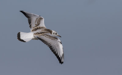 Black-headed Gull juv - Httemge - Larus ridibundus
