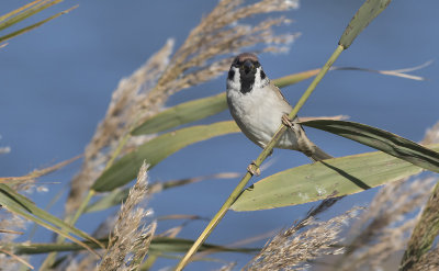 Tree Sparrow - Skovspurv - Passer montanus