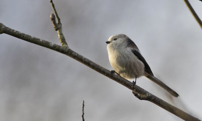 Halemejse - Long tailed tit - Aegithalos caudatus