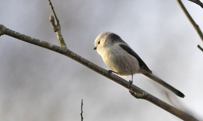 long_tailed_tit_