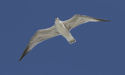 Kittiwake juv - Ride - Rissa tridactyla