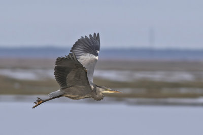 Danish Herons